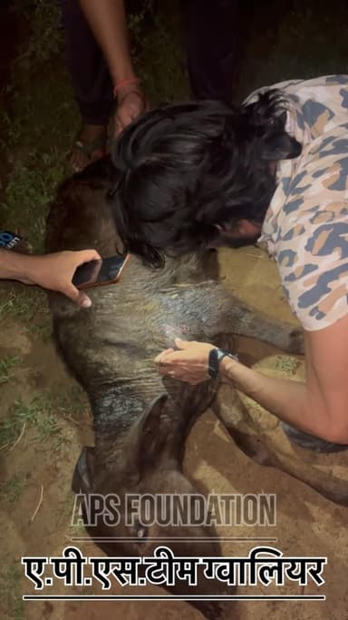 कुत्तो ने गाये बच्चे को बहुत ज्यादा कहा लिया..!
Respect Girls help poor help animals
#apsgurjar #support #gwalior