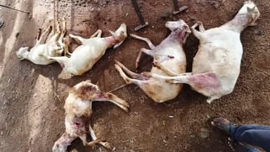 குஜிலியம்பாறை: பல்லாநத்தத்தில் நாய்கள் கடித்ததில் ஐந்து ஆடுகள் பலி
