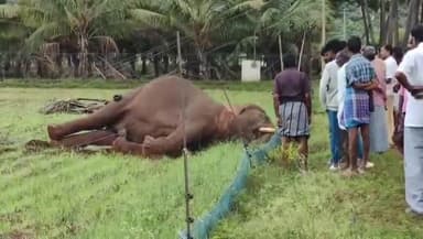 பேரூர்: தொண்டாமுத்தூர் பகுதியில் ஒற்றை காட்டு யானை மின் கம்பத்தை சாய்த்த போது மின்சாரம் தாக்கி உயிரிழப்பு