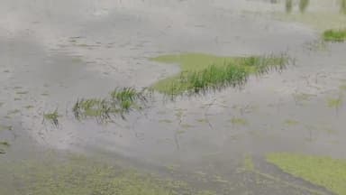 ஊத்துக்கோட்டை: ஏனம்பாக்கத்தில் கன மழையால் 20 ஏக்கர்  நடவு செய்த நெல்  நாற்றுகள்
 நீரில் மூழ்கி சேதம்