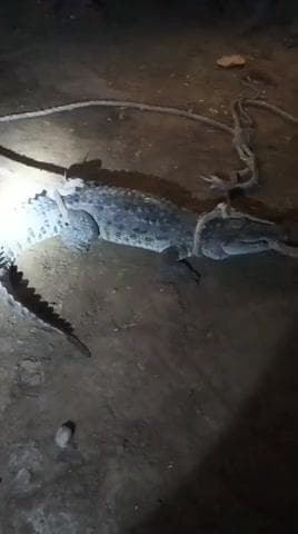 गंगीरी के मनैना गांव में घुसा मगरमच्छ, गांव में फैली दहशत, सुबह तीन बजे दिखा रेंगता हुआ मगरमच्छ
#NewsUpdate