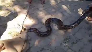 করিমগঞ্জ: দোহালিয়ার এলাকায় জলাশয়ে বসানো মাছ ধরার সরঞ্জামে আটকা পড়ে অজগর সাপ
