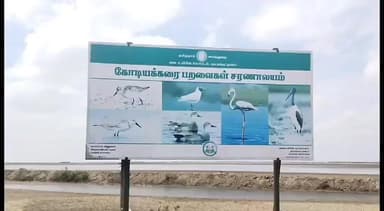 வேதாரண்யம்: கோடியக்கரை பறவைகள் சரணாலயத்தில் அதிசய காட்சி கூட்டம் கூட்டமாக கூழை கிடா பறவைகள் நடத்தும் அணிவகுப்பு கண்கொள்ளாக் காட்சியாக உள்ளது