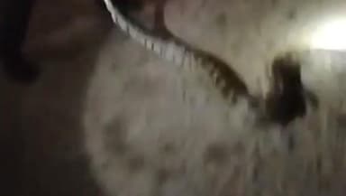 गंगाखेड: रात्रीच्या अंधारात भल्या मोठ्या अजगरास सुखरूप रेस्क्यू करू सर्पमित्राने दिले जीवनदान