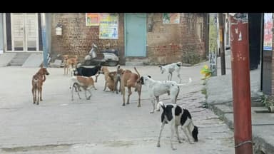 कांठ: कांठ मुरादाबाद हाईवे पर पिछले एक माह में आवारा कुत्तों और बंदरों ने लगभग 100 लोगों को किया घायल