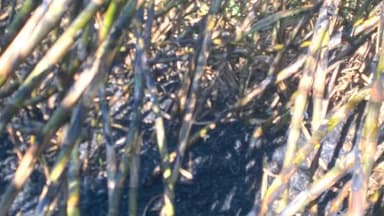 पुर्णा: एकरूखा परिसरात शॉर्टसर्किट होऊन शेतातील दोन एकर ऊस जळून खाक ; ताडकळस पोलीस ठाण्यात गुन्हा दाखल