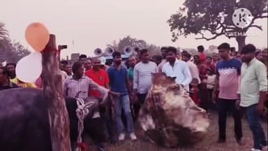 জয়পুর: বাঁদনা পরব উপলক্ষে বালিভাষা গ্রামে কাড়াখুটা আয়োজিত হয়