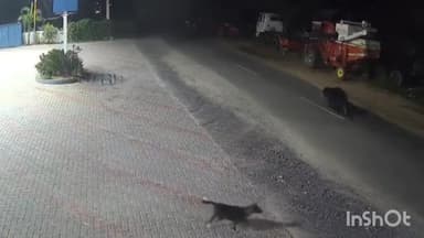 సైదాపూర్: సైదాపూర్ లో అర్ధరాత్రివేళ ఎలుగుబంటి సంచారం.. భయం గుప్పిట్లో స్థానికులు