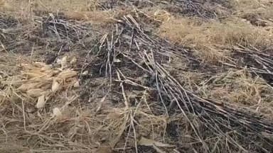 केसली: रामखेरी गांव में मक्के की करीब 10 एकड़ फसल में लगी आग, कारण अज्ञात