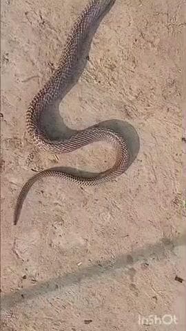 चौगाईं: बंजरिया गांव में गोबर के उपलों से जहरीले कोबरा का रेस्क्यू, 20 मिनट में कोबरा को सुरक्षित पकड़ा गया