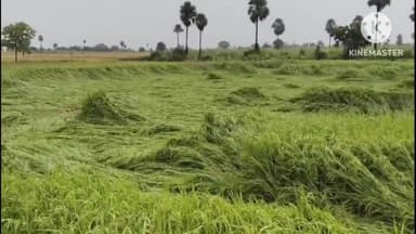 శాలిగౌరారం: శాలిగౌరారం మండల వ్యాప్తంగా భారీ వర్షం నేలమట్టం అయిన వరిపంట