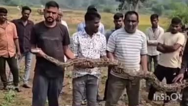 સંતરામપુર: વાંકડી ગામેથી અજગરનું રેસ્ક્યુ કરવામાં આવ્યું