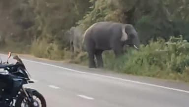 কালচিনি: কালচিনি ব্লকের জাতীয় সড়কে হাজির দুটি বুনো হাতি, আতঙ্ক এলাকায়