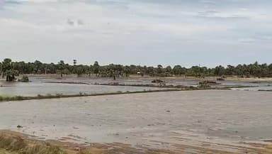 இராமநாதபுரம்: 40 ஆண்டுகளுக்குப் பின்பு தற்போது பருவம் தவறி பெய்த மழையால் மானாங்குடி ஊராட்சி விவசாயிகள் கடும் அவதி