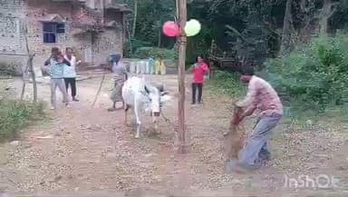 রানিবাঁধ: খাতড়ায় ঐতিহ্যের ছোঁয়া, বাঁদনা পরবে গরুখুঁটা অনুষ্ঠান