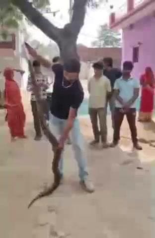 बड़ागांव धसान: बड़ागांव में भूसे के घर में निकला अजगर, सर्प मित्र ने किया रेस्क्यू