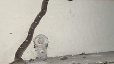 गंगाखेड: गंगाखेड रेल्वे स्टेशनमध्ये स्टेशन मास्तरच्या कॅबिनमध्ये सापाचा शिरकाव! : सर्व कर्मचारी झाले भयभीत