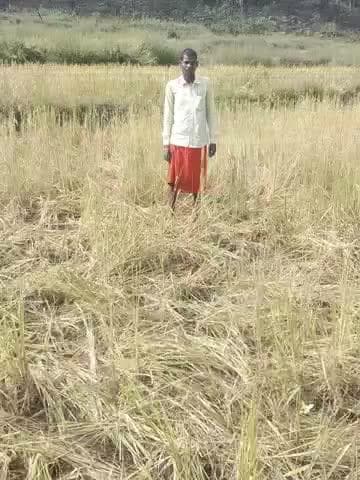 सूरजपुर जिले के जूडवानिया गांव में जंगली हाथी ने बीती रात धान की फसल को जमकर किया नुकसान