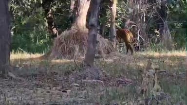 गौनहा: वाल्मीकि टाइगर रिजर्व के मंगुराहा वन प्रक्षेत्र में सफारी के पहले दिन बाघ का दीदार