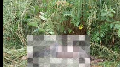 नागभिर: आकापूर शेतशिवारात वाघाच्या हल्ल्यात शेतकरी ठार