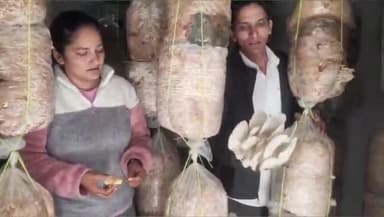 चिन्यालीसौड़: दीप और दीपिका कैंतुरा, भाई-बहन ने घर बैठे स्वरोजगार में नई पहचान बनाई, डिंगरी व बटन मशरूम का कर रहे उत्पादन