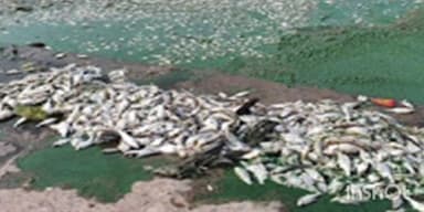 खेड: दूषित पाणी सोडल्यामुळे वाशिष्टी नदीतील मासे मृत कोतवली ग्रामस्थांमध्ये नाराजी