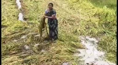 கீழ்வேளூர்: மாவட்டத்தில் மழை விட்டு 5 நாட்கள் ஆகியும் தண்ணீர் வழியாததால் நெல்மணிகள் முளைக்கும் அபாயம் Nஉள்ளதால் விவசாயிகள் அச்சம்