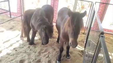 पुष्कर: पुष्कर मेले में पहली बार पहुंची सबसे छोटी घोड़ी की प्रजाति, बनी आकर्षण का केंद्र, जिनकी हाइट 24 से 31 इंच है