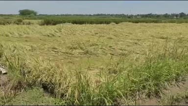 திருவையாறு: நெல் பயிர்கள் மூழ்கியதால் வேதனை... தஞ்சை அருகே டிராக்டர் விட்டு அழித்த பெண் விவசாயி