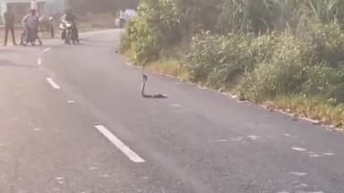 खतौली: खतौली तहसील के फूलत मार्ग पर सड़क के बीचो-बीच सांप ने रोका रास्ता, यातायात व्यवस्था ठप, वीडियो हुआ वायरल