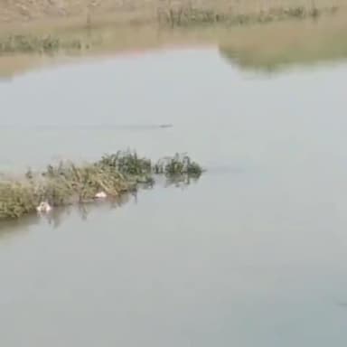 दुर्गावती: दुर्गावती बाजार के पास दुर्गावती नदी में मगरमच्छ की सूचना पर वन विभाग की टीम ने चलाया रेस्क्यू अभियान