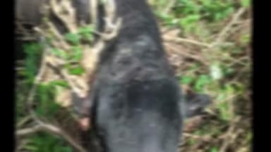 கூடலூர்: தேவர்சோலை 2வது டிவிஷன் பகுதியில் புலி தாக்கி மாடு உயிரிழப்பு