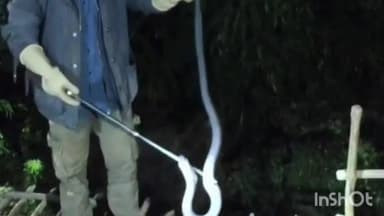 देलवाड़ा: राजसमंद के बिलोता गांव में कोबरा का आतंक, प्रेमचंद ने सांप का रेस्क्यू कर जंगल में छोड़ा