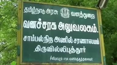 வத்திராயிருப்பு: மன்னார்குடி பகுதியில் விவசாய நிலங்களை பாதிப்பு ஏற்படுத்திய காட்டு பன்றியை சுட்டுக்கொன்ற வனத்துறை