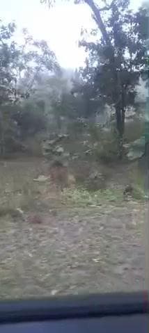 ####gon goti ke jungle mein dekha Sher@@@@@@