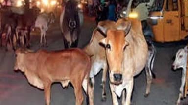 कोरची: कोरची शहरात मोकाट जनावरांचा त्रास