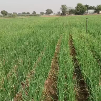 राजगढ़: राजगढ़ क्षेत्र में प्याज की फसल पककर तैयार हुई, उचित भाव में न मिलने से किसान मायूस, लागत निकालना भी हो रहा मुश्किल