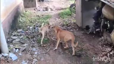 പത്തനാപുരം: പത്തനാപുരത്തെ തെരുവുനായ ശല്യം രൂക്ഷം, 7 വയസ്സുകാരന് കടിയേറ്റു