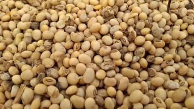 मुर्तीजापूर: सोयाबीन शेतकऱ्यांनी कमी भावात विकू नये 30 ऑक्टोबर पासून सोयाबीनला नोंदणी ला सुरुवात.