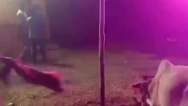 डुमरिया: छामड़ाघुटू में सोहराय पर्व हर्षोल्लास से मनाया गया, पोटका विधायक संजीव सरदार रहे मुख्य अतिथि