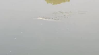 Raibareli-#shalon #garam #baghaulla Shai nadi me aya
mgar mach