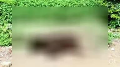 बिजनौर: बिजनौर के गांव स्वाहेड़ी के जंगल में गुलदार ने नीलगाय को बनाया निवाला, दहशत का माहौल
