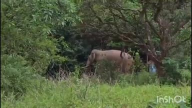 ತೀರ್ಥಹಳ್ಳಿ: ಆಗುಂಬೆ ಬಳಿ ರಾಷ್ಟ್ರೀಯ ಹೆದ್ದಾರಿ ದಾಟಿದ ಒಂಟಿ ಸಲಗದ ವಿಡಿಯೋ ವೈರಲ್