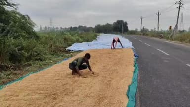 હાંસોટ: અંકલેશ્વર હાંસોટ પંથકમાં કમોસમી વરસાદના કારણે ડાંગરના પાકને વ્યાપક નુકસાન પહોંચ્યું છે #jansamasya