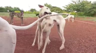 ಮುಧೋಳ: ಮನ್ ಕಿ ಬಾತ್ ಕಾರ್ಯಕ್ರಮದಲ್ಲಿ ಮೋಧೋಳ ದೇಶಿ ಶ್ವಾನದ ಸಾಹಸ ಸ್ಮರಿಸಿದ ಪ್ರಧಾನಿ ಮೋದಿ