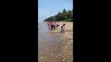 ഹൊസ്ദുർഗ്: അജാനൂർ കടപ്പുറത്ത് മത്തിച്ചാകര,ഓടിയെത്തിയ ആൾക്കൂട്ടം കിട്ടാവുന്നതെല്ലാം വാരിയെടുത്തു