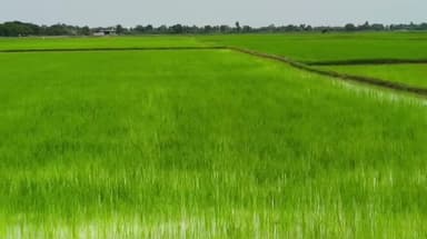 திருவாடனை: தொண்டி திருவாடனை உள்ளிட்ட பகுதிகளில் விவசாயிகள் பயிர்களுக்கு மருந்து தெளிக்கும் பணிகள் தீவிரம்