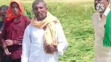 ಗಂಗಾವತಿ: ಡಾಣಾಪುರ ಗ್ರಾಮದಲ್ಲಿ ಬಿಟ್ಟು ಬಿಡದೆ ಸುರಿದ ಮಳೆಯಿಂದ ಭತ್ತದ ಬೆಳೆ ಹಾನಿ ಪರಿಹಾರಕ್ಕೆ ರೈತರು ಒತ್ತಾಯ