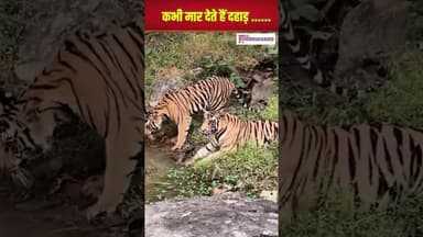 पन्ना टाइगर रिजर्व की बाघिन P-141 और उसके 3 शावकों का अद्भुत जलवा | #mpnews #pannatigerreserve