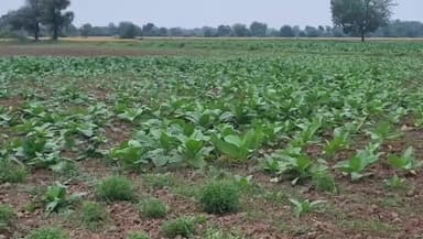 ઠાસરા: ખેડા જિલ્લા ના વિવિધ વિસ્તારો મા વરસાદી માહોલ